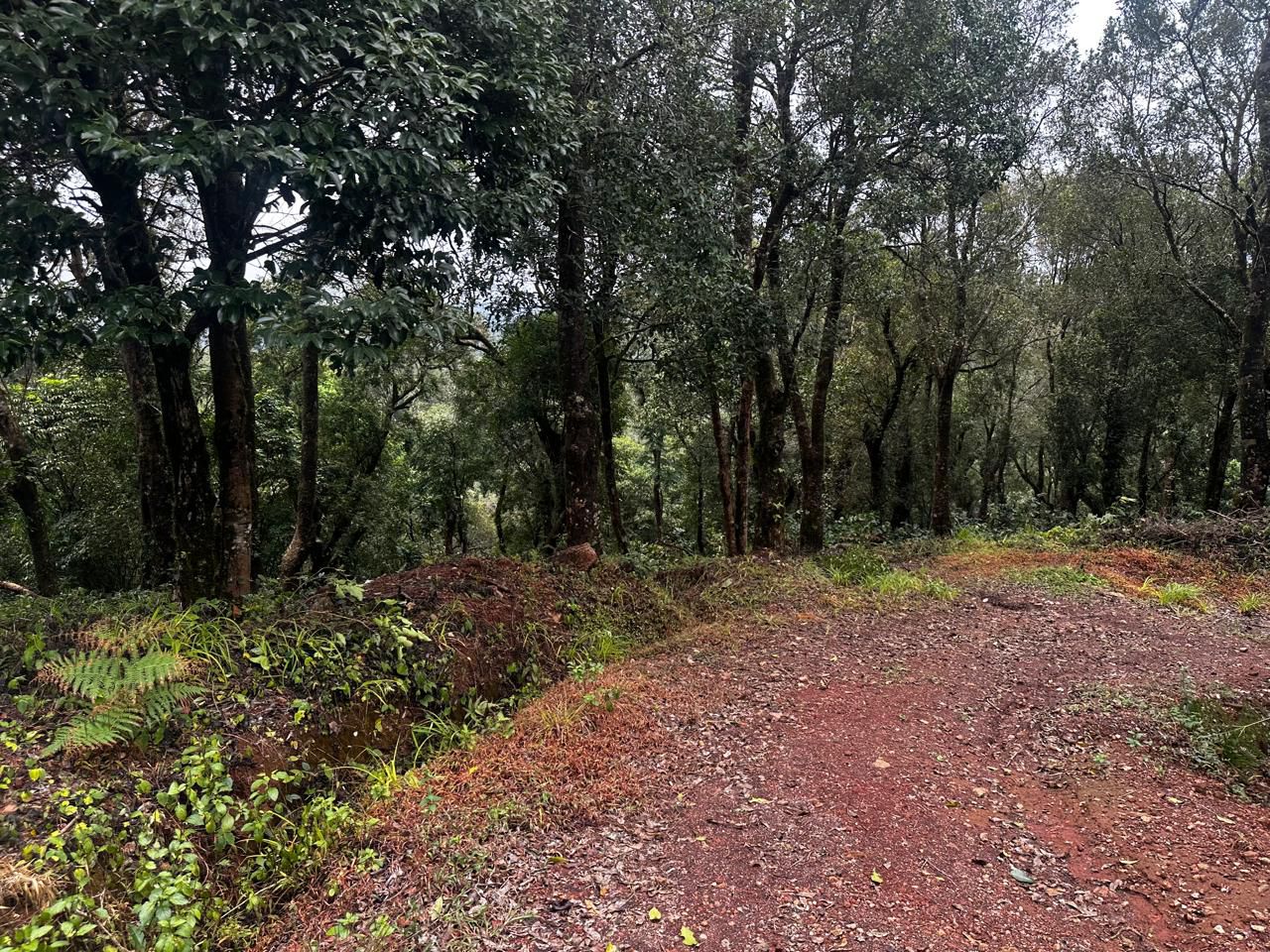 🌿 8 Acre Plantation Land for Sale in Chikkamgaluru